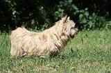 NORWICH TERRIER 096